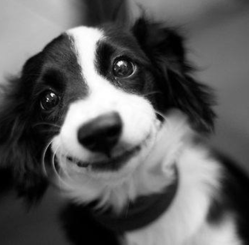 smile dog